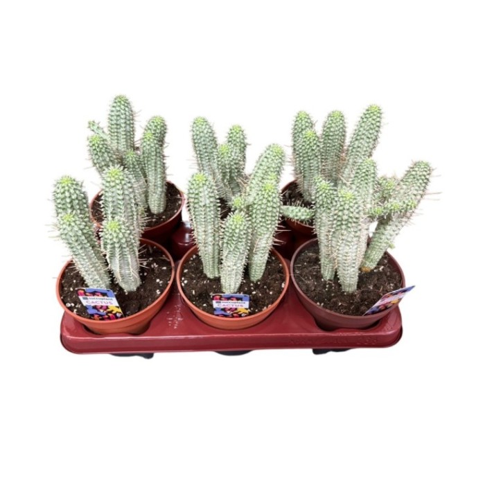 EUPHORBIA MAMMILIARIS VARIEGATA M13 H25