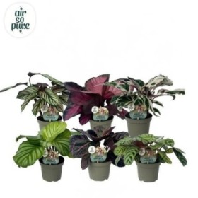 CALATHEA M 9 MIX