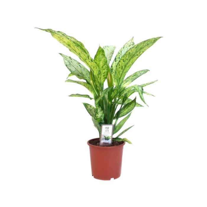 DIEFFENBACHIA  M17 VESUVIUS