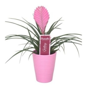 TILLANDSIA ANITA  M 9 cyanea Ceramica