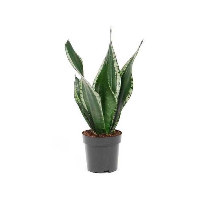 SANSEVIERIA  M12  TRIFASCIATA Grey Stripe/ Silvel