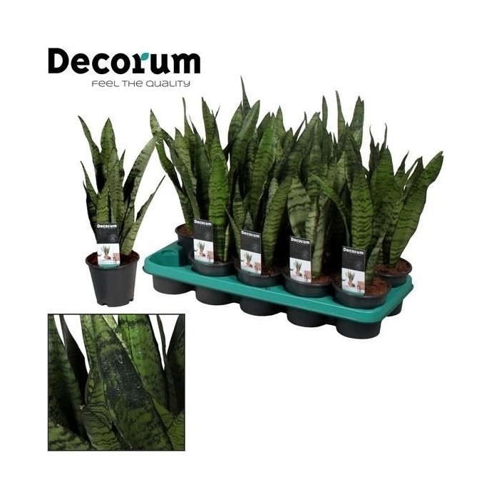 SANSEVIERIA M12- 40cm. ZEYLANICA