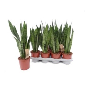 SANSEVIERIA M14- 40cm. ZEYLANICA