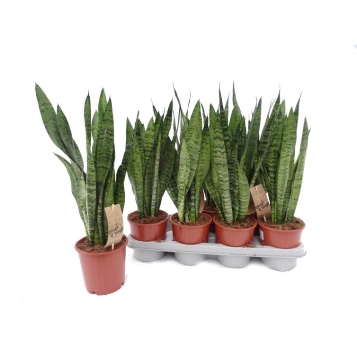SANSEVIERIA M14- 40cm. ZEYLANICA