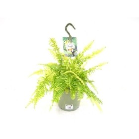 NEPHROLEPIS TIGER T23