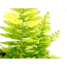 NEPHROLEPIS TIGER T23