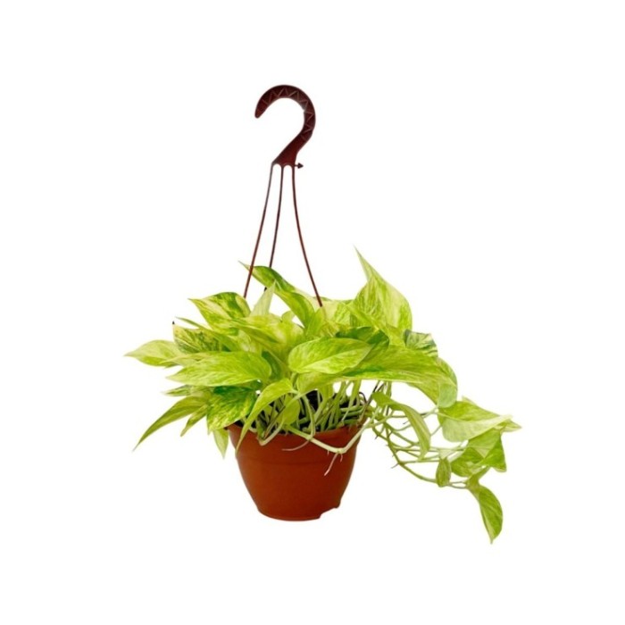POTHOS  M15 PENJAR Hicolor