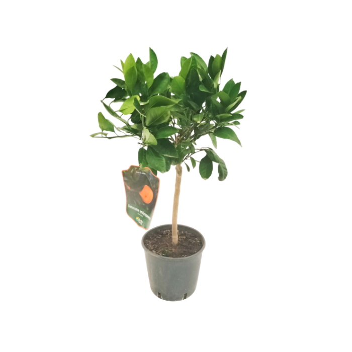 CITRUS RETICULATA M20 - MANDARINO SATSUMA