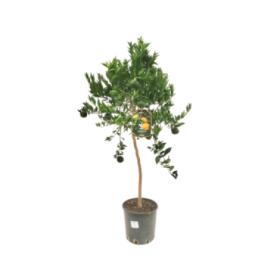 CITRUS RETICULATA M24 - MANDARINO