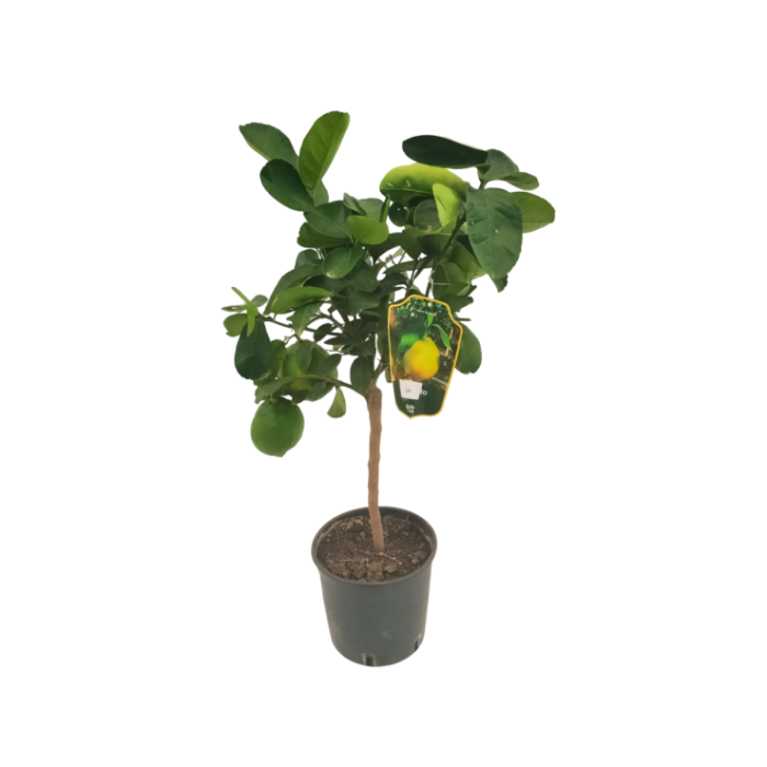 CITRUS LIMON M20 - LEMON IMPERIAL