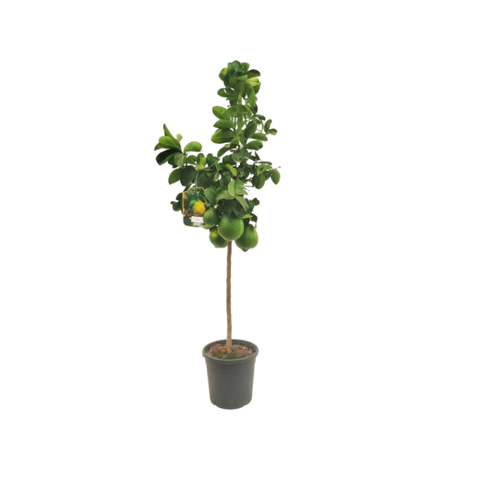 CITRUS LIMON M24 - LEMON IMPERIAL