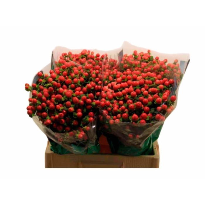 FLOR, HYPERICUM TOMATO FLAYR 50cm. x10 tiges