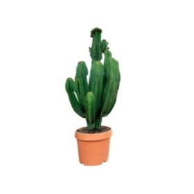 EUPHORBIA INGENS M32