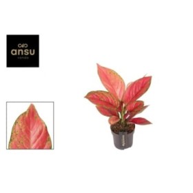 AGLAONEMA  M12 RUBY LOVE