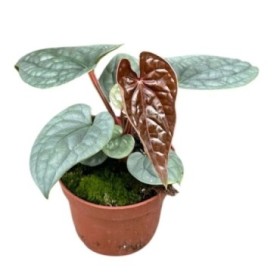 ANTHURIUM  M11 LUXURIANS