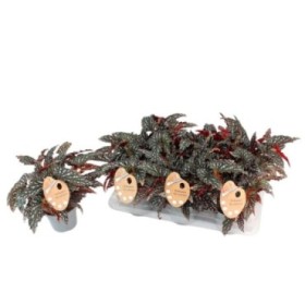 BEGONIA MACULATA M14  Black Forest