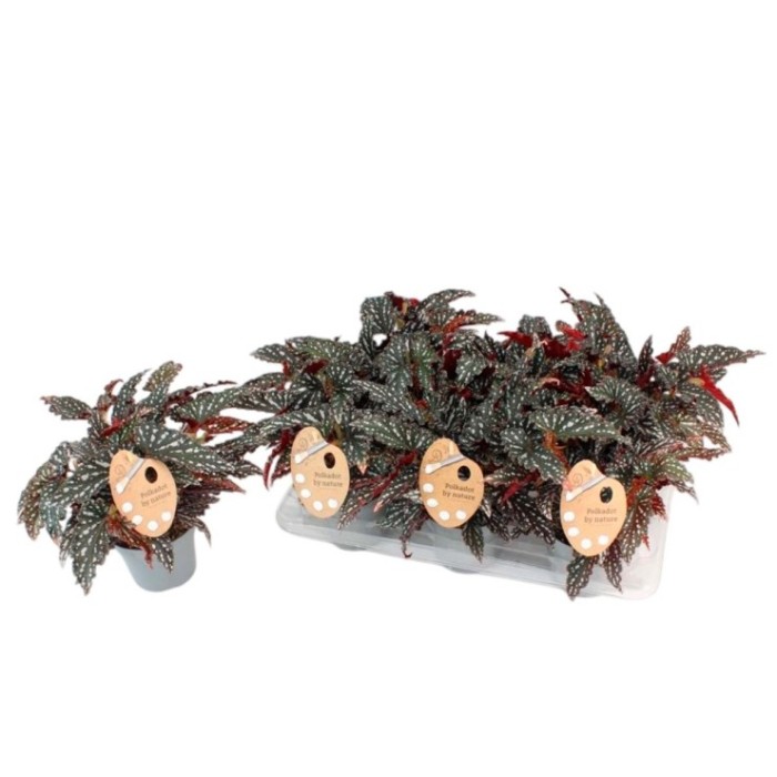 BEGONIA MACULATA M14  Black Forest