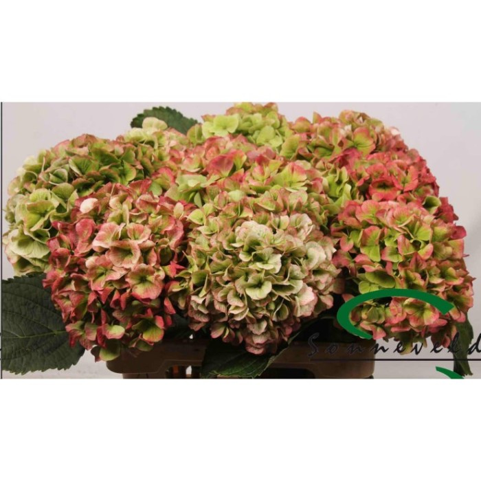 FLOR, HYDRANGEA VERENA CLASSIC 60cm.paq x5 tallos