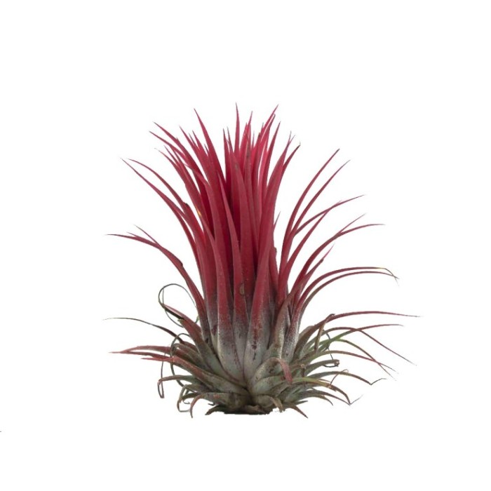 TILLANDSIA SUELTA IONANTHA roja