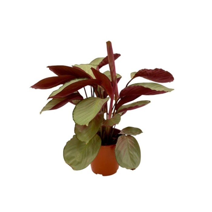 CALATHEA  M19  SILVERSTAR