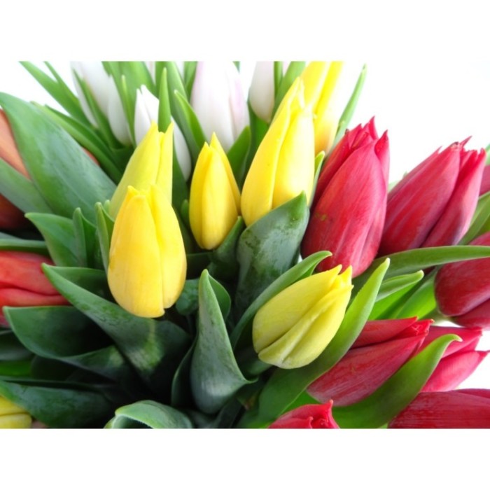 FLOR, TULIPA EXTRA (paquet x10)