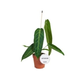 ANTHURIUM  M12 WAROCQUEANUM