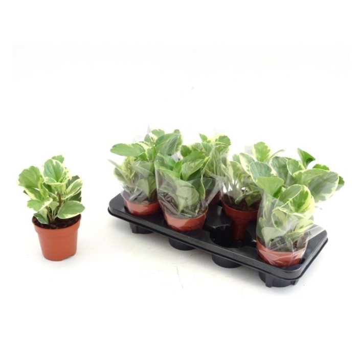 PEPEROMIA USA  M12 Variegada