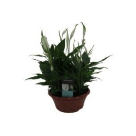 SPATHIPHYLLUM CHOPIN TARRINA M23