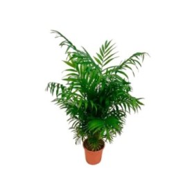 CHAMAEDOREA  M17 Sr.