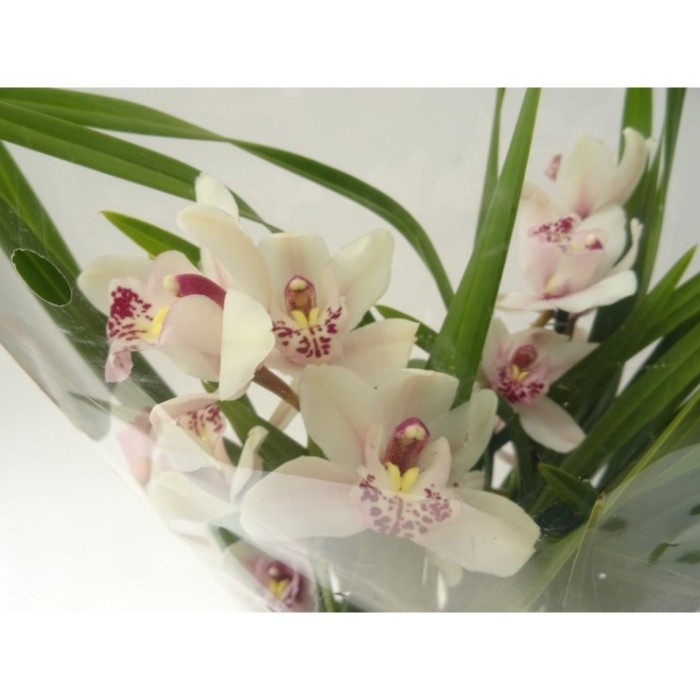 CYMBIDIUM, 2/3 branques M14- 60cm.