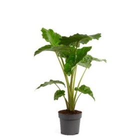 ALOCASIA  M32-140cm. PORTADORA