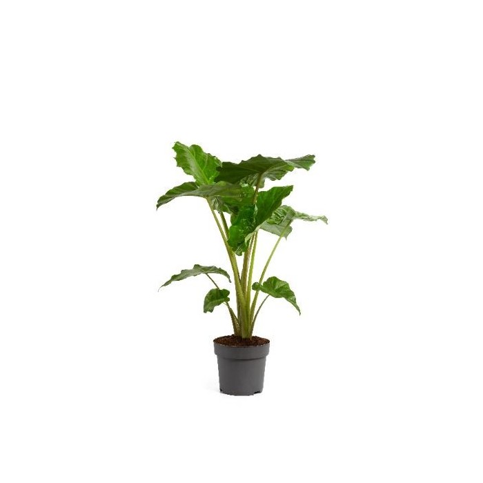 ALOCASIA  M32-140cm. PORTADORA