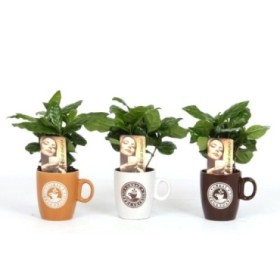 COFFEA ARABIGA TAZA CAFE CERAMICA M 8