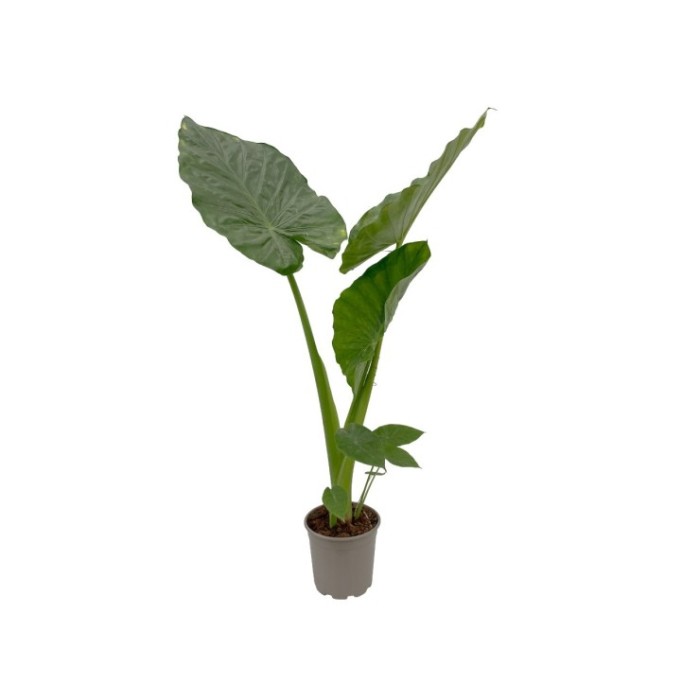 ALOCASIA  M22-100cm. Macrorrhiza