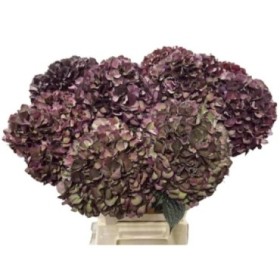 FLOR, HORTENSIA MORADA x5, 65cm.