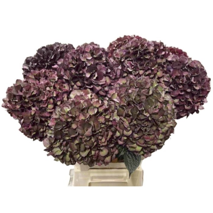 FLOR, HORTENSIA MORADA x5, 65cm.