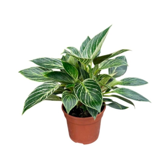 PHILODENDRON  M15 BIRKIN