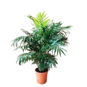 CHAMAEDOREA  M21-100cm