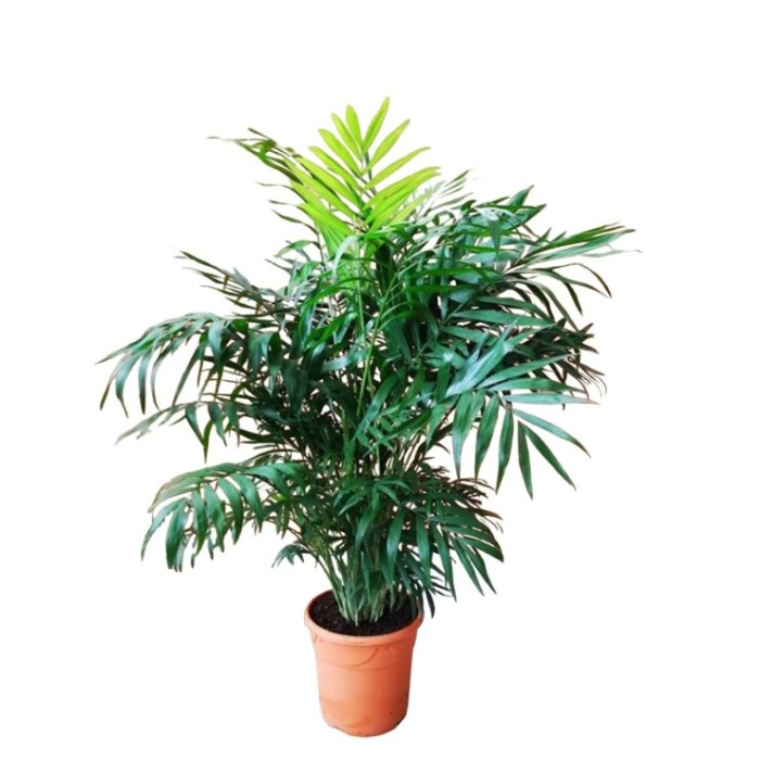 CHAMAEDOREA  M21-100cm