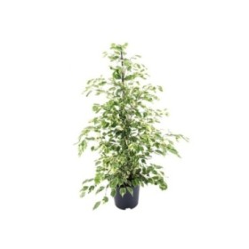 FICUS TWILIGHT  M21-120cm.