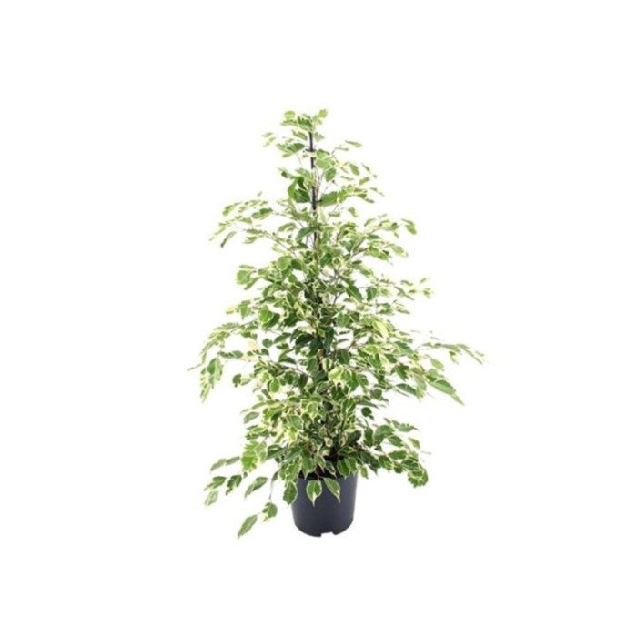 FICUS TWILIGHT  M21-120cm.