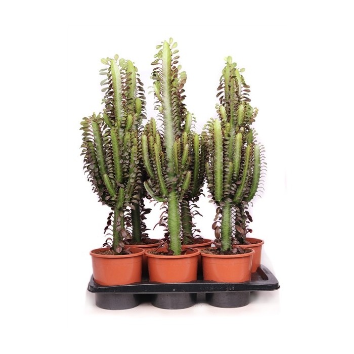 EUPHORBIA TRIGONA M17 H55