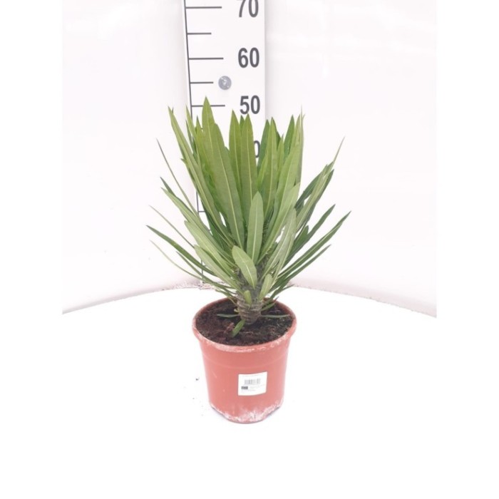 PACHYPODIUM LAMEREI M17