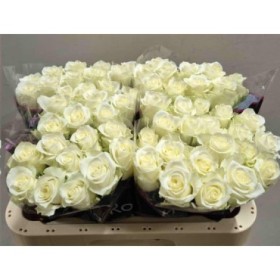 FLOR, ROSA HO. MIX 50cm, paquet x10 tiges.