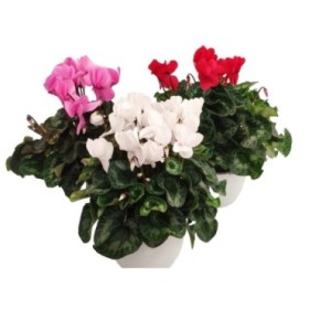 CYCLAMEN HYBRIDUM T23 - TARRINA