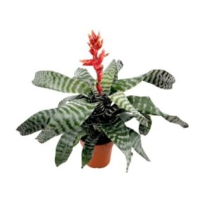 AECHMEA AMINA M15