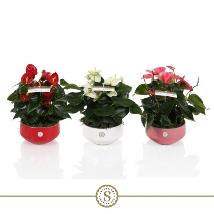 ANTHURIUM TARRINA 17 MIX CERAMICA