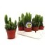 CACTUS ORDINADOR M 8.5 cereus floridiano (safa.8)