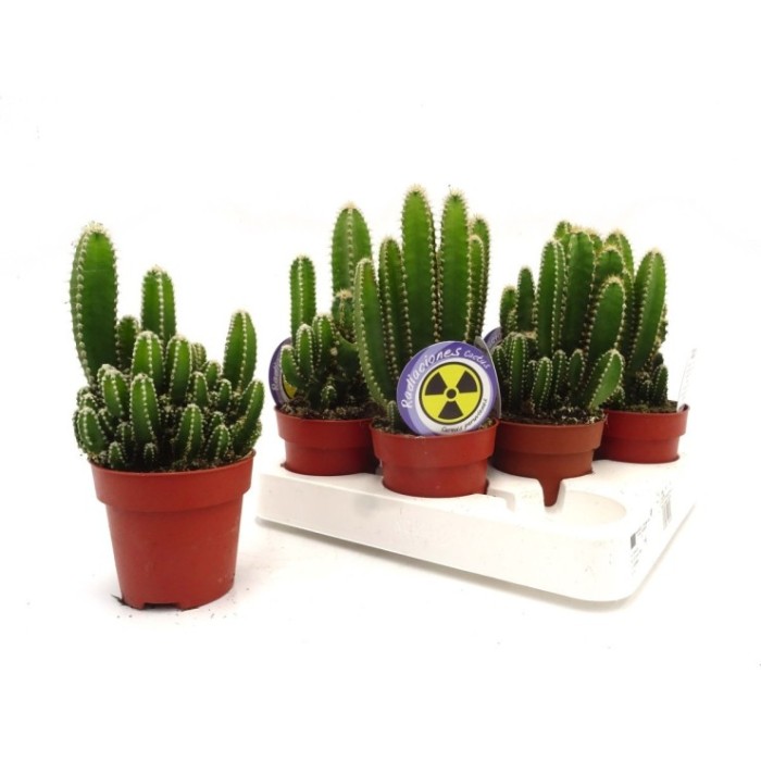 CACTUS ORDINADOR M 8.5 cereus floridiano (safa.8)