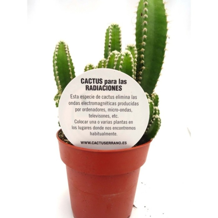 CACTUS ORDINADOR M 8.5 cereus floridiano (safa.8)